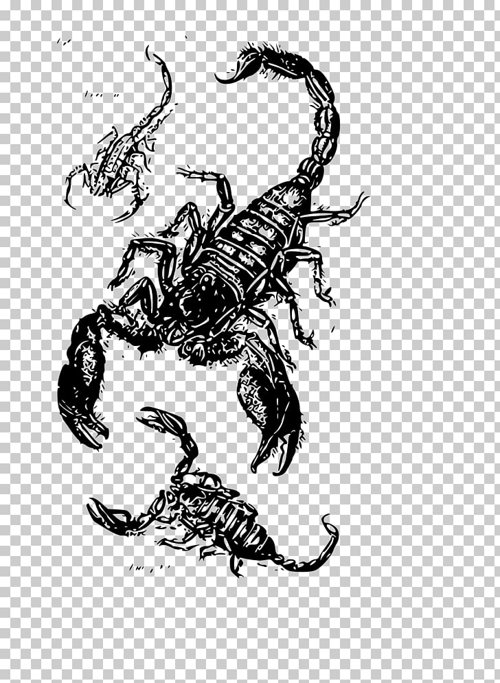 728x995 Scorpion Drawing Scorpions Png Clipart Free Cliparts Uihere - Scorpion Drawing Images