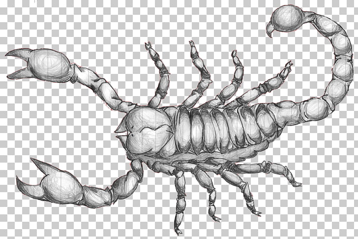 728x485 scorpion drawing art sketch, scorpion tattoo png clipart free - Scorpion Drawing Images