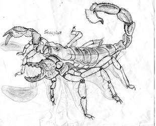 310x250 Scorpion Drawing - Scorpion Drawing Images