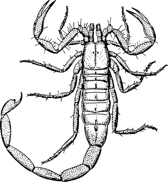 555x600 Scorpion Free Vector In Open Office Drawing - Scorpion Drawing Images