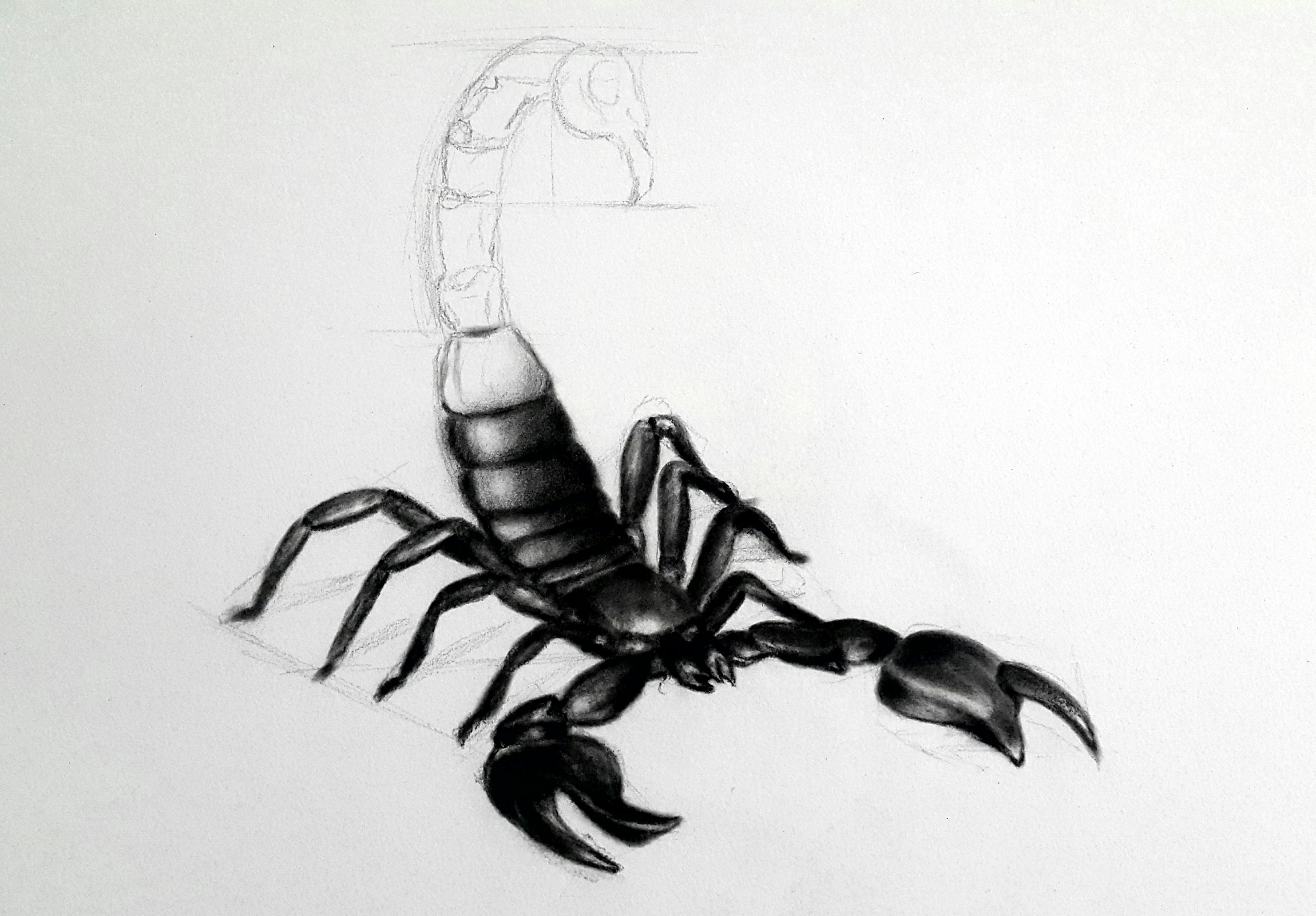 Scorpion Drawing Images at Explore collection of