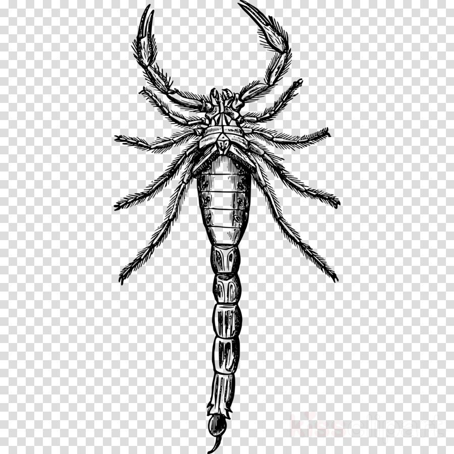 900x900 Drawing, Art, Illustration, Transparent Png Image Clipart Free - Scorpion Drawing Images