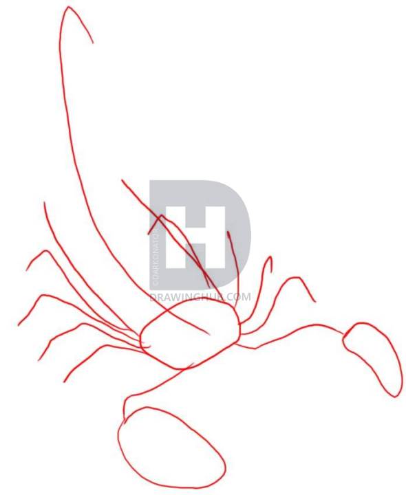 590x720 How To Draw A Scorpion, Step - Scorpion Line Drawing