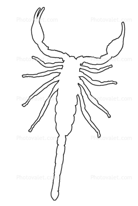 279x418 Malayan Jungle Scorpion Outline - Scorpion Line Drawing