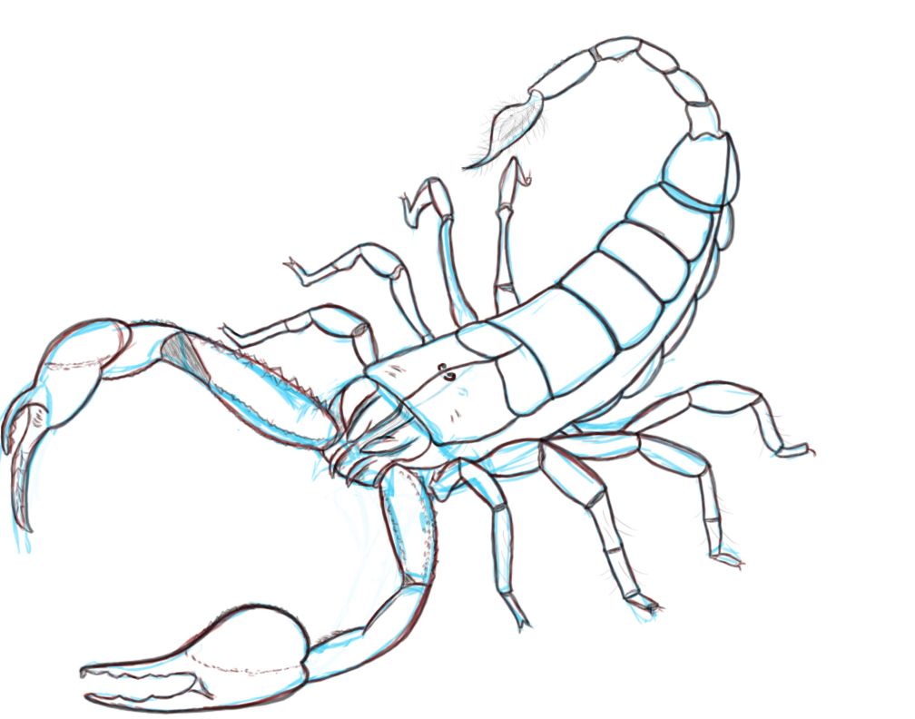 1008x792 A Quick Line Drawing Of A Scorpion - Scorpion Line Drawing