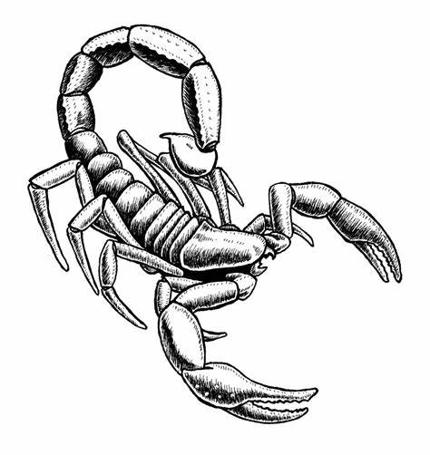 474x502 Scorpion Line Drawings Gtgt - Scorpion Line Drawing