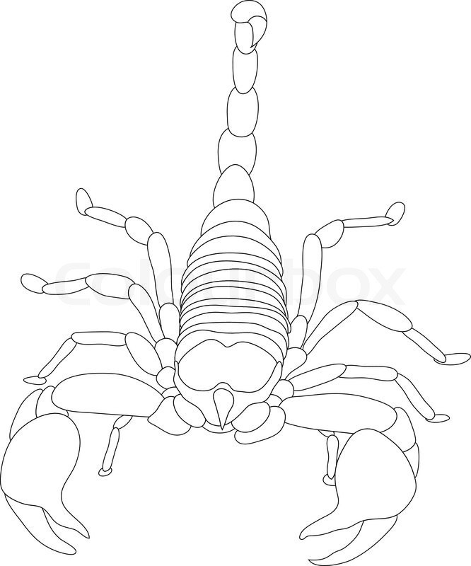 666x800 Simple Scorpion Outline - Scorpion Outline Drawing
