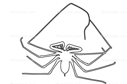 418x279 Tailess Whip Scorpion Outline, Line Drawing, Shape Images - Scorpion Outline Drawing