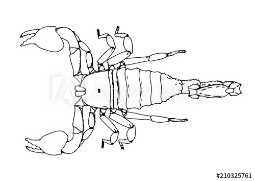500x354 Scorpion Vector Outline - Scorpion Outline Drawing