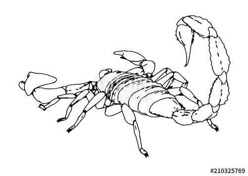 500x354 scorpion vector outline stock image and royalty free vector - Scorpion Outline Drawing