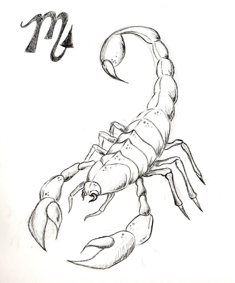 797x960 Sketch Scorpion - Scorpion Outline Drawing