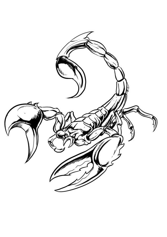 Scorpion Outline Drawing at Explore collection of