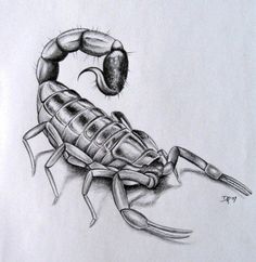 Scorpion Pencil Drawing