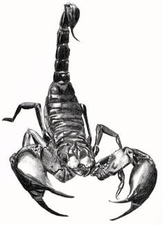 236x326 a drawing of a scorpion test scorpion, scorpio, tattoo designs - Scorpion Pencil Drawing