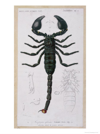 337x450 Drawings Of Scorpions Tips On How To Draw A Scorpion - Scorpion Pencil Drawing