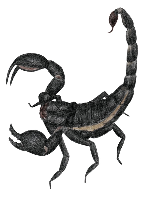 615x800 emperor scorpion - Scorpion Pencil Drawing