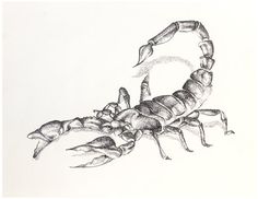 236x182 Best Art Images Anatomy Art, Skull Drawings, Skull Painting - Scorpion Pencil Drawing