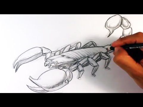 480x360 How To Draw A Scorpion - Scorpion Pencil Drawing