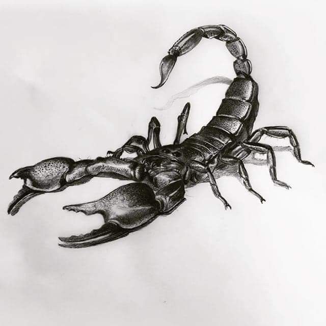 640x640 art scorpio art, scorpio, scorpion - Scorpion Pencil Drawing
