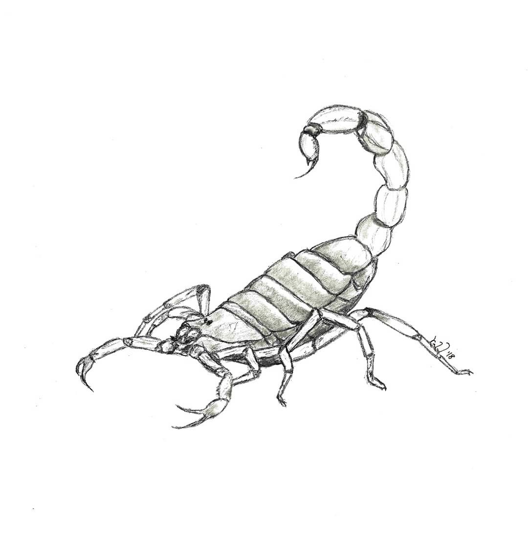 Scorpion Pencil Drawing at Explore collection of