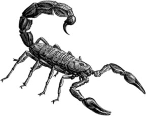 288x229 The Feisty Drawing Of Scorpions - Scorpion Pencil Drawing