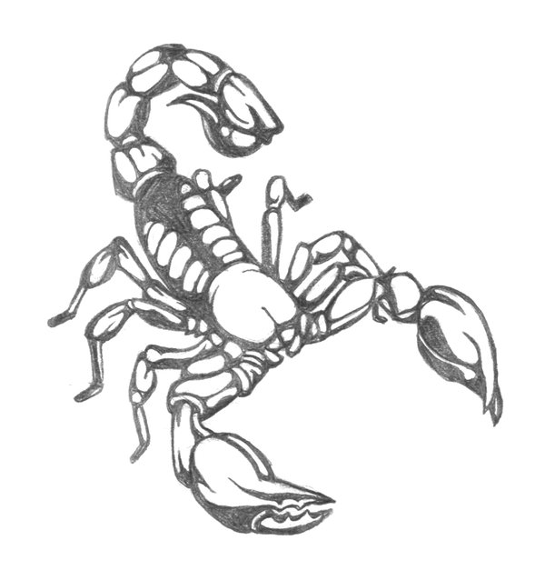 600x627 Scorpion Drawing Design For Free Download - Scorpion Pencil Drawing