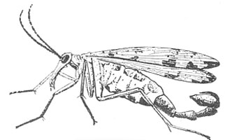 322x200 Florida H Bug Club - Scorpion Tail Drawing