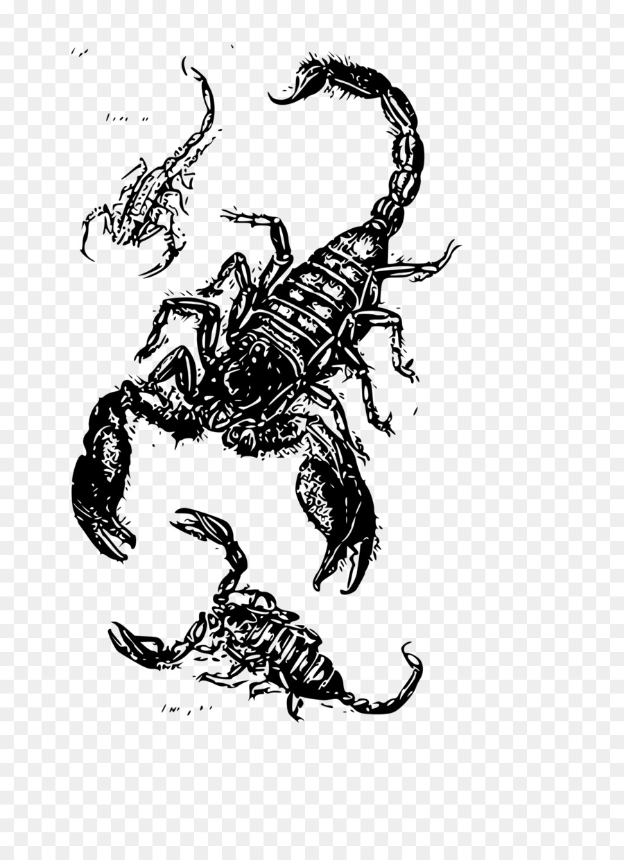 Scorpion Tail Drawing at Explore collection of