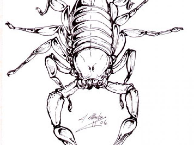 640x480 Scorpion Clipart Scorpion Tail - Scorpion Tail Drawing