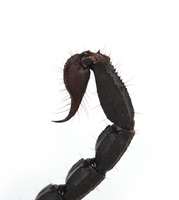 626x698 Scorpion Vectors, Photos And Free Download - Scorpion Tail Drawing