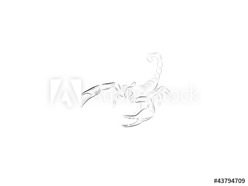 500x375 Sketch Of A Scorpion With The Lifted Tail And The Exposed Claws - Scorpion Tail Drawing