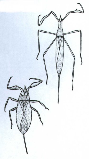 375x664 Water Scorpions - Scorpion Tail Drawing
