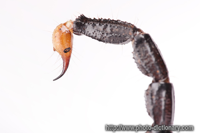 700x466 Scorpion Tail - Scorpion Tail Drawing