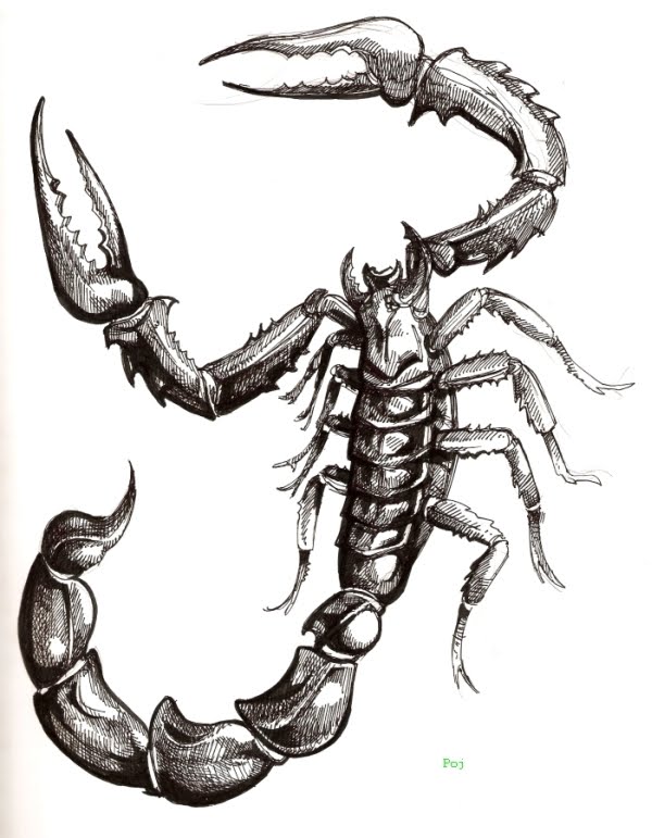 600x771 indonesian traditional tattoo others scorpion tattoo - Scorpion Tattoo Drawing