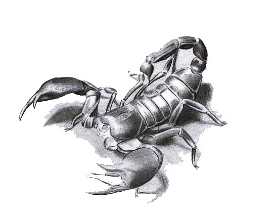 546x423 Scorpion Tattoo - Scorpion Tattoo Drawing