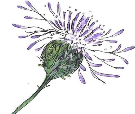 571x483 Love This Drawing Of A Thistle!going To Try Something Like It - Scotch Thistle Drawing