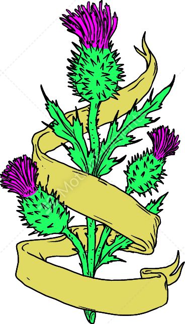 368x645 Scottish Thistle With Ribbon Color Drawing Stock Vector - Scotch Thistle Drawing