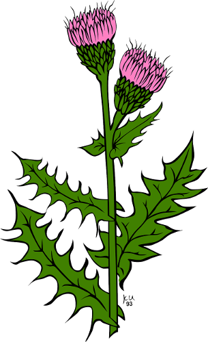 305x500 The Scottish Thistle - Scotch Thistle Drawing