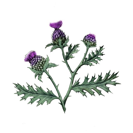 550x550 Thistle, Purple On White Posters - Scotch Thistle Drawing