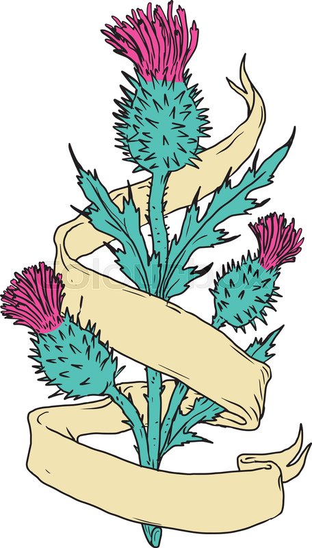 456x800 Color Drawing Sketch Style Stock Vector Colourbox - Scotch Thistle Drawing