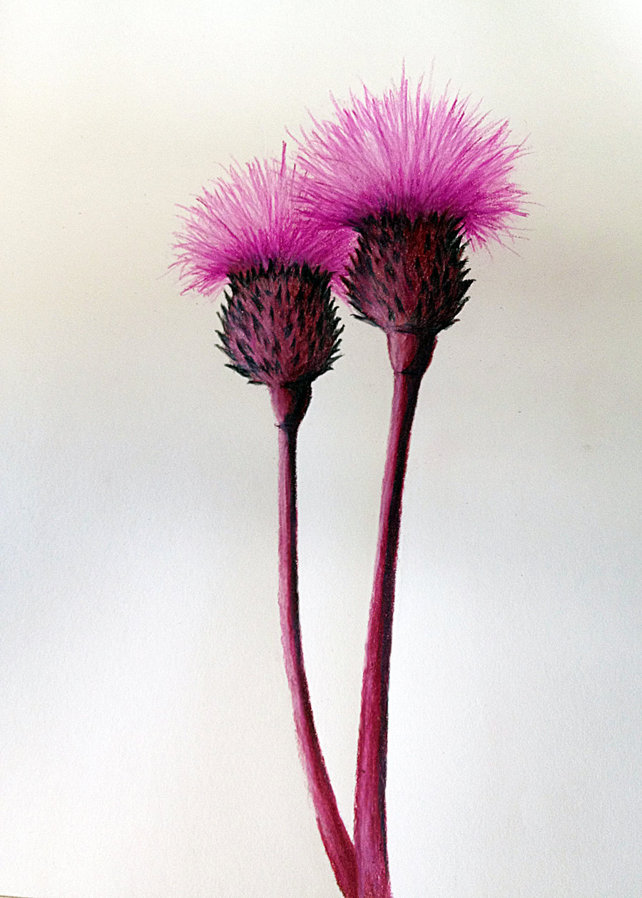 900x1258 Drawings Kassyo - Scotch Thistle Drawing