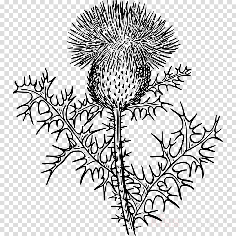 900x900 Flower, Plant, Tree, Transparent Png Image Clipart Free Download - Scotch Thistle Drawing