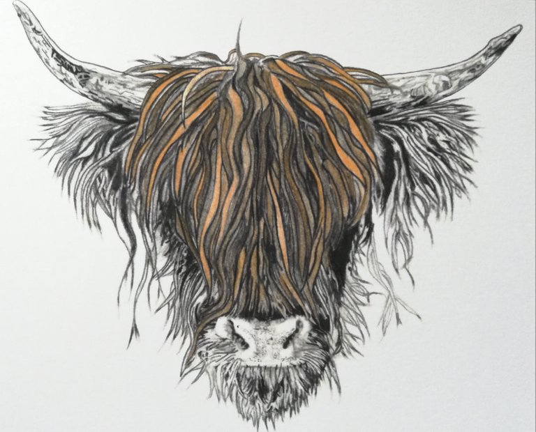 768x620 scottish cow wall art, animal drawings from scotland, wildlife - Scotland Drawing