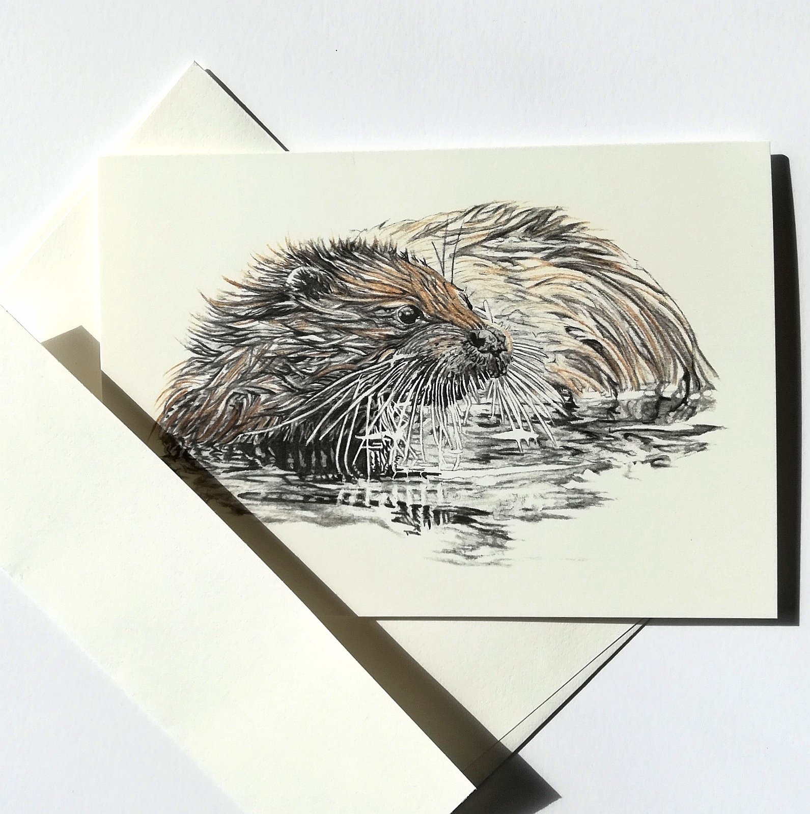 1591x1599 scottish sea otter, greetings card, animal drawings from scotland - Scotland Drawing
