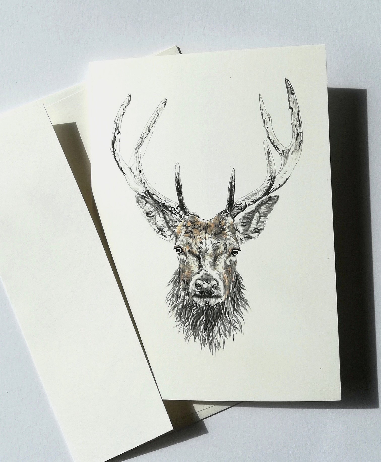 1512x1832 scottish stag greetings card, animal drawings from scotland - Scotland Drawing