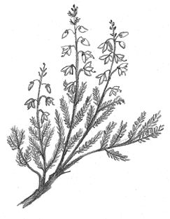 243x313 scottish heather drawing drawings scottish tattoos, scotland - Scotland Drawing