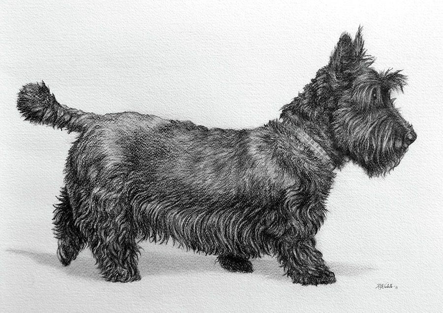 900x636 scottie dog drawing - Scottie Dog Drawing