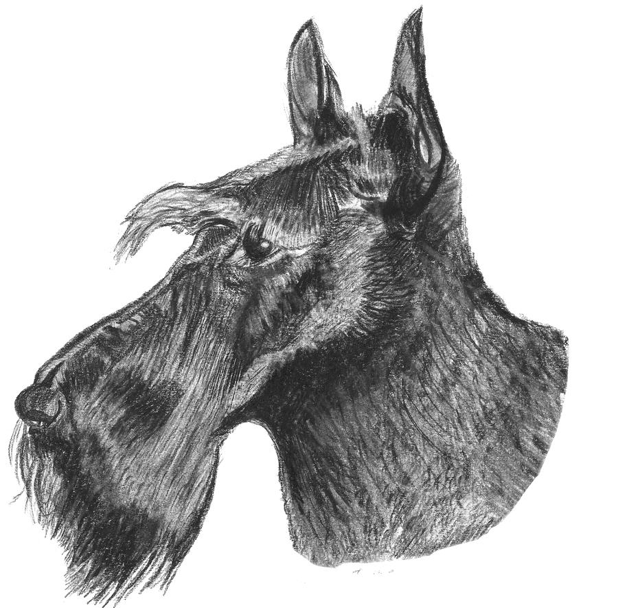 900x885 scottish terrier dog drawing - Scottie Dog Drawing