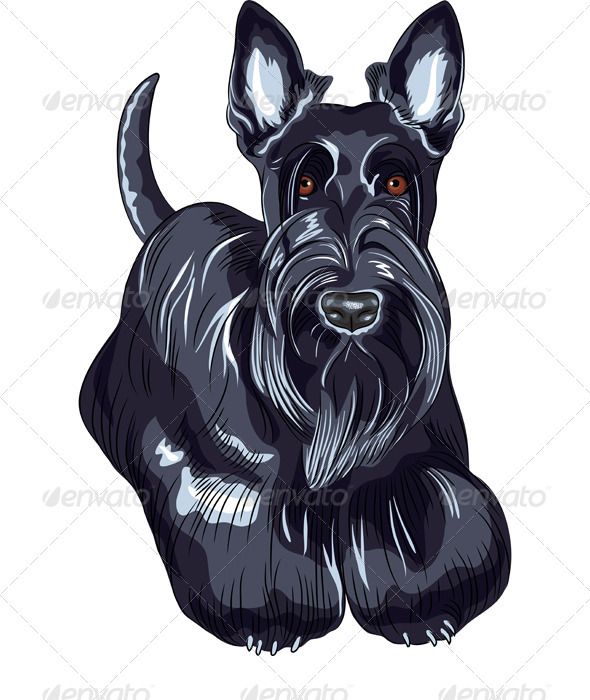 Scottie Dog Drawing at PaintingValley.com | Explore collection of ...