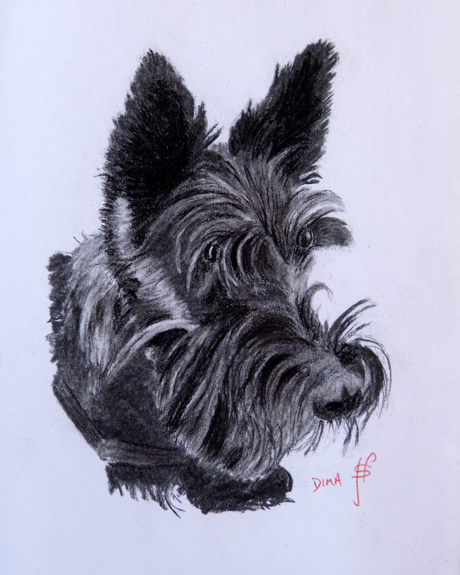 Scottie Dog Drawing at Explore collection of